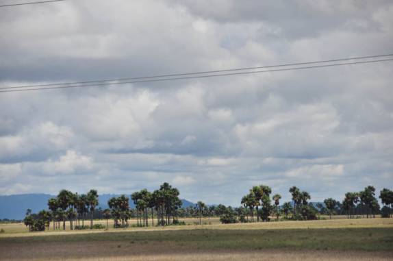 Vegetação e paisagem típicas do sul de Roraima, na viagem para Presidente Figueiredo - AM